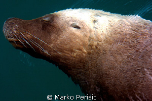 The resident Australian Sea Lion caught napping under the... by Marko Perisic 